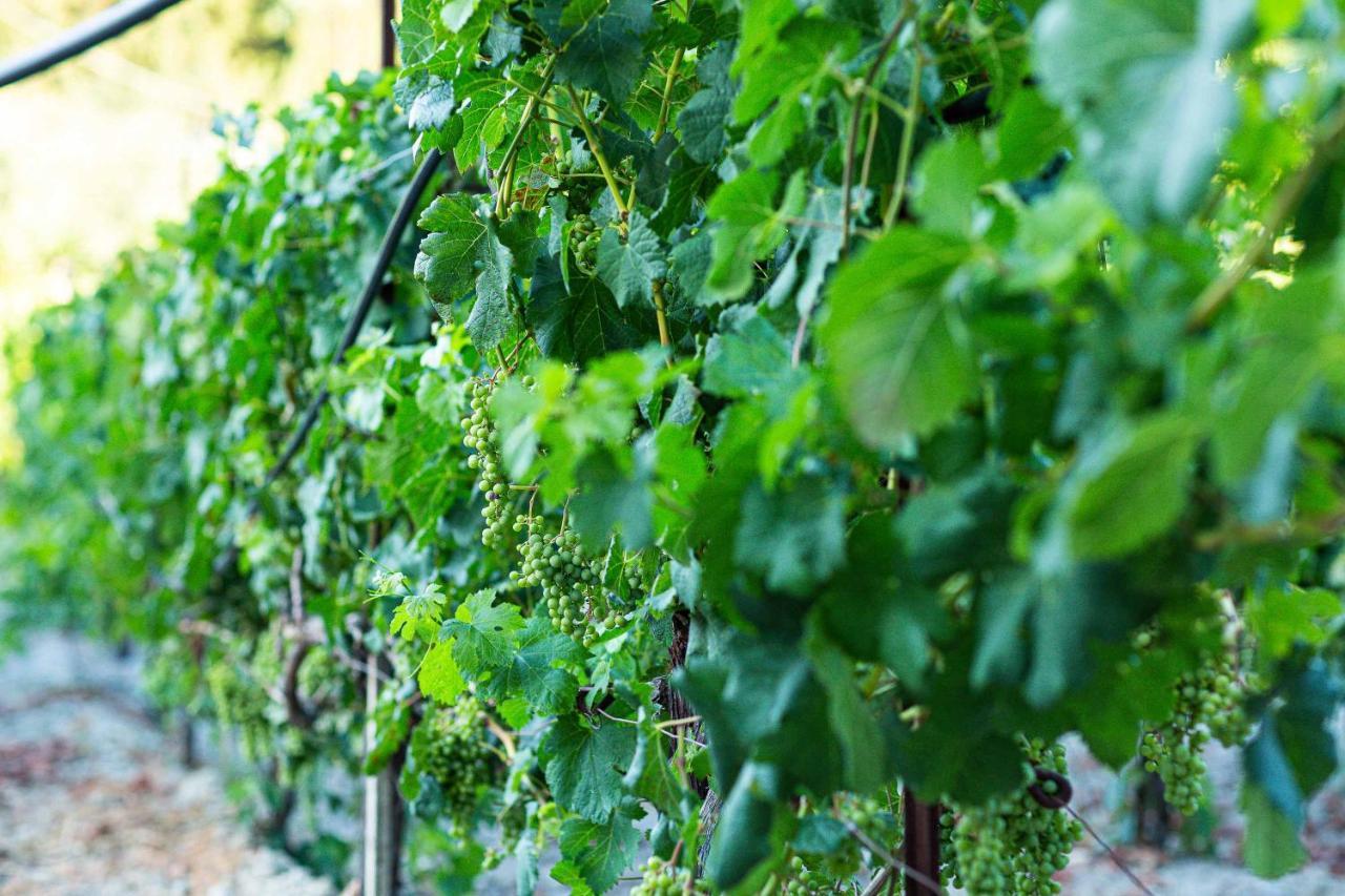 Villa Mantilari Wine Estate 7 Apartments 2 Private Pools 1 Heated Tennis Court Fitness Center 아르하네스 외부 사진